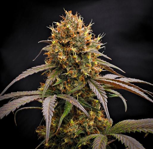 Guava Runtz Auto | Fastbuds. Week 11 - Day 70