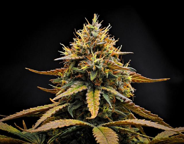 Guava Runtz Auto | Fastbuds. Week 11 - Day 70