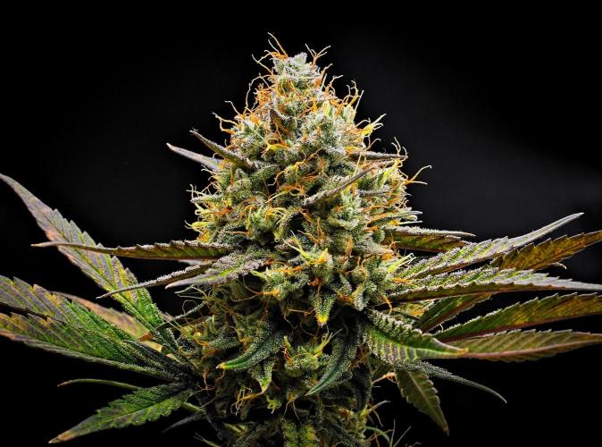 Guava Runtz Auto | Fastbuds. Week 11 - Day 70
