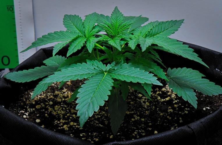 Mendo Cherry Cookies Auto | Fastbuds. Week 3 - Day 16