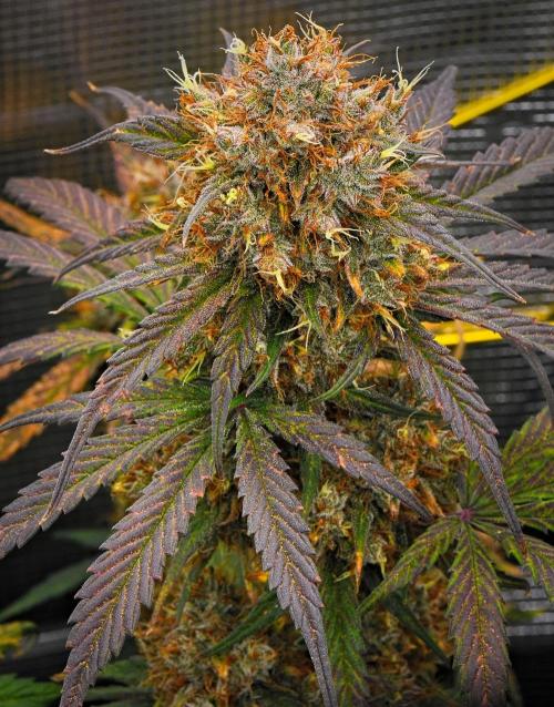 Guava Runtz Auto | Fastbuds. Week 11 - Day 72