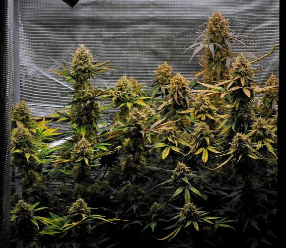 Guava Runtz Auto | Fastbuds. Week 11 - Day 72
