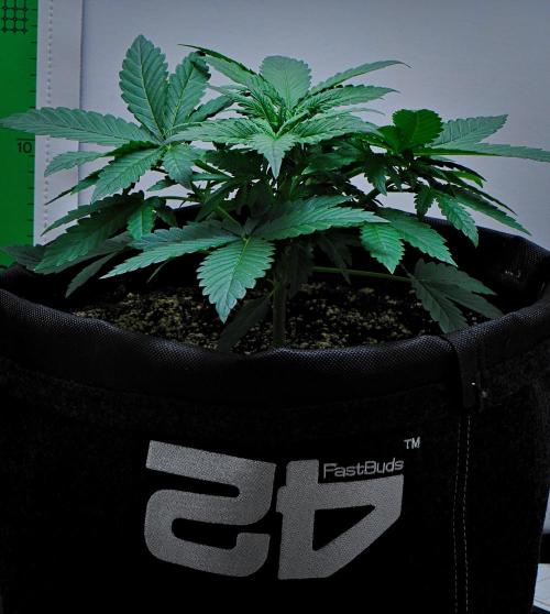 Mendo Cherry Cookies Auto | Fastbuds. Week 3 - Day 18