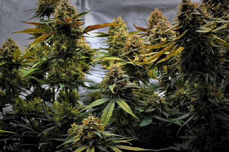Guava Runtz Auto | Fastbuds. Week 11 - Day 73