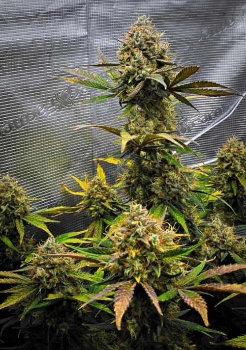 Guava Runtz Auto | Fastbuds. Week 11 - Day 73