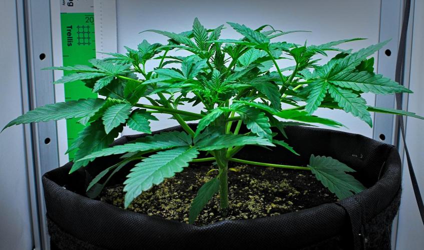Mendo Cherry Cookies Auto | Fastbuds. Week 3 - Day 19