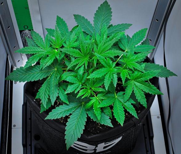 Mendo Cherry Cookies Auto | Fastbuds. Week 3 - Day 19