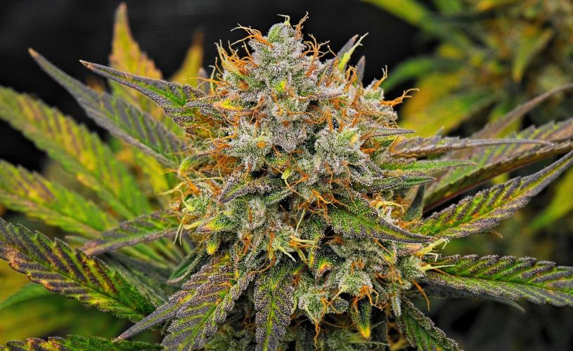 Guava Runtz Auto | Fastbuds. Week 11 - Day 72