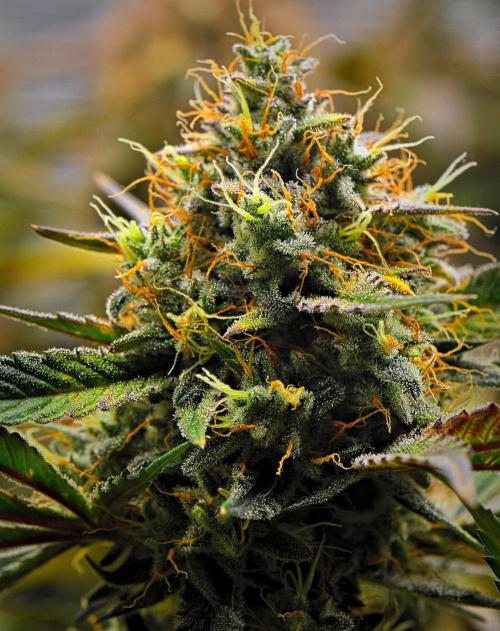 Guava Runtz Auto | Fastbuds. Week 11 - Day 70
