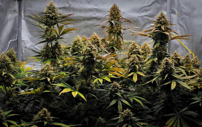 Guava Runtz Auto | Fastbuds. Week 11 - Day 70