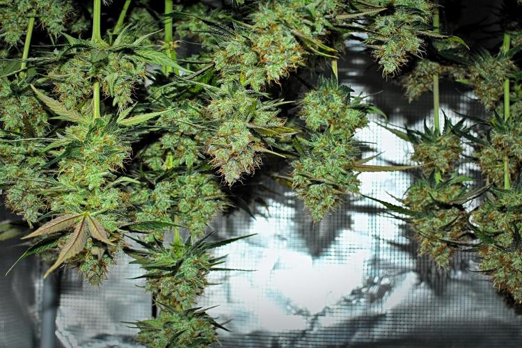 Guava Runtz Auto | Fastbuds. Week 11