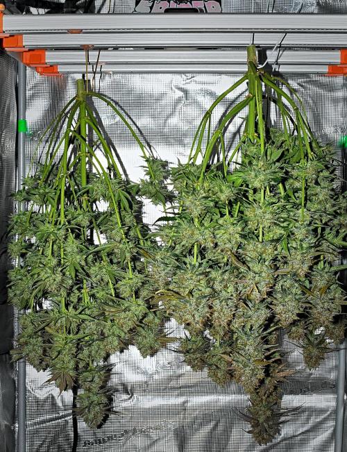 Guava Runtz Auto | Fastbuds. Week 11