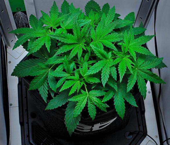 Mendo Cherry Cookies Auto | Fastbuds. Week 3 - Day 20