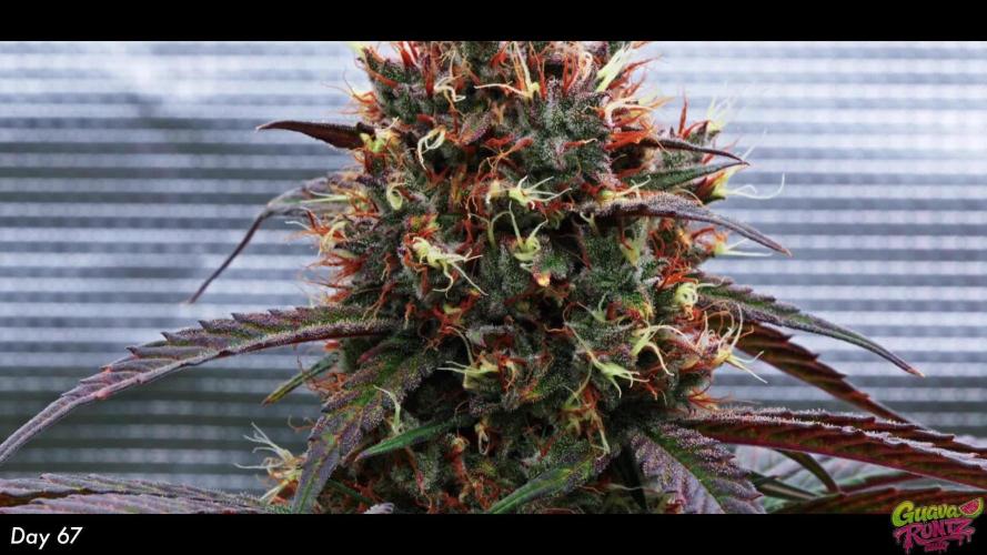 Guava Runtz Auto | Fastbuds