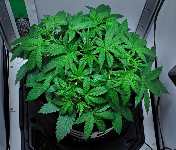 Mendo Cherry Cookies Auto | Fastbuds. Week 3 - Day 21