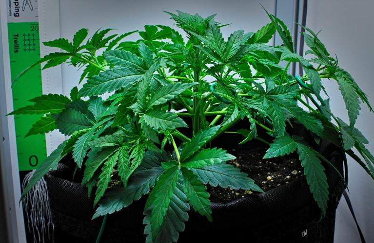Mendo Cherry Cookies Auto | Fastbuds. Week 4 - Day 22 - after LST