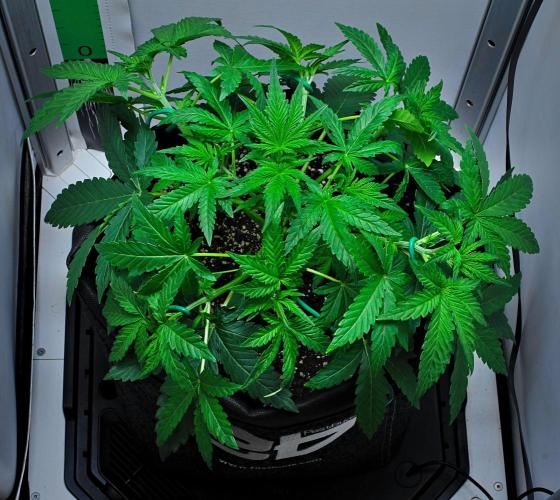 Mendo Cherry Cookies Auto | Fastbuds. Week 4 - Day 22 - after LST