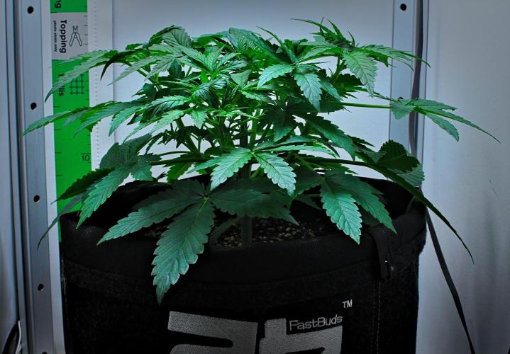 Mendo Cherry Cookies Auto | Fastbuds. Week 4 - Day 22