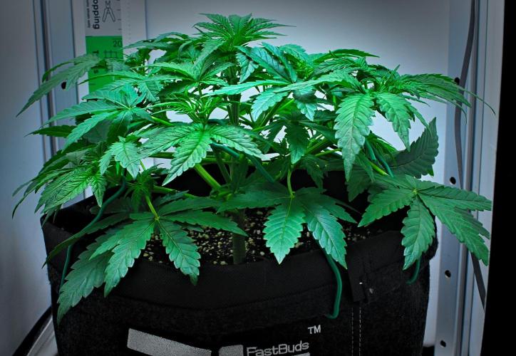 Mendo Cherry Cookies Auto | Fastbuds. Week 4 - Day 23