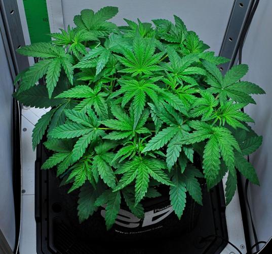 Mendo Cherry Cookies Auto | Fastbuds. Week 4 - Day 23