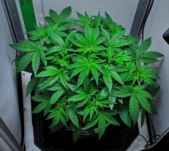 Mendo Cherry Cookies Auto | Fastbuds. Week 4 - Day 24