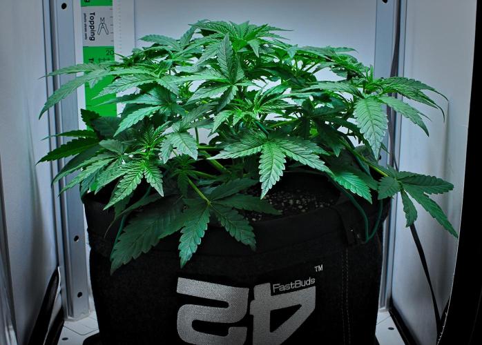 Mendo Cherry Cookies Auto | Fastbuds. Week 4 - Day 24