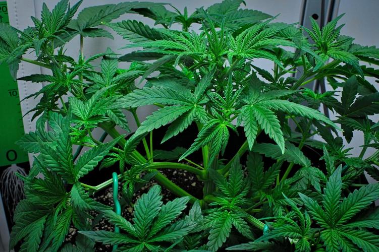 Mendo Cherry Cookies Auto | Fastbuds. Week 4 - Day 26