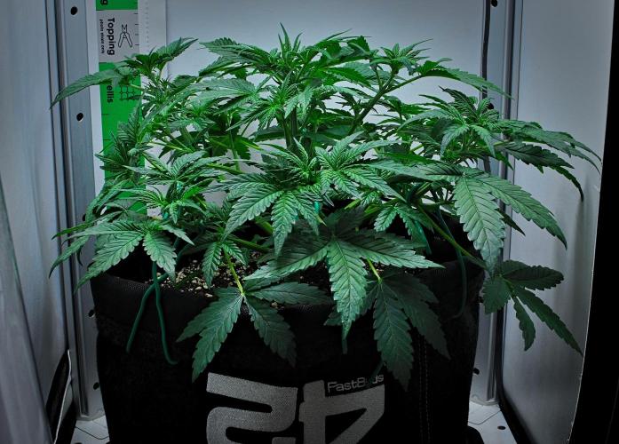 Mendo Cherry Cookies Auto | Fastbuds. Week 4 - Day 26