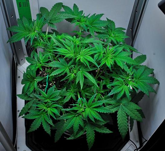 Mendo Cherry Cookies Auto | Fastbuds. Week 4 - Day 26