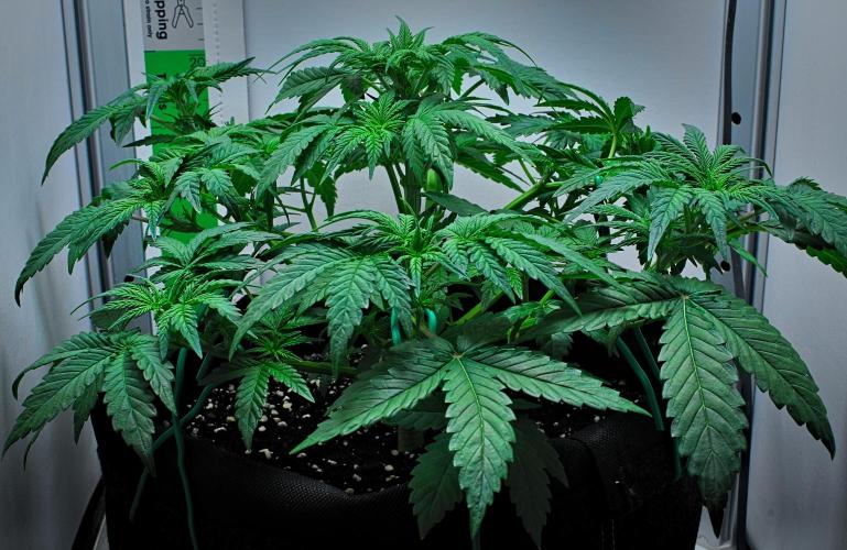 Mendo Cherry Cookies Auto | Fastbuds. Week 4 - Day 27