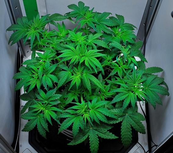Mendo Cherry Cookies Auto | Fastbuds. Week 4 - Day 27