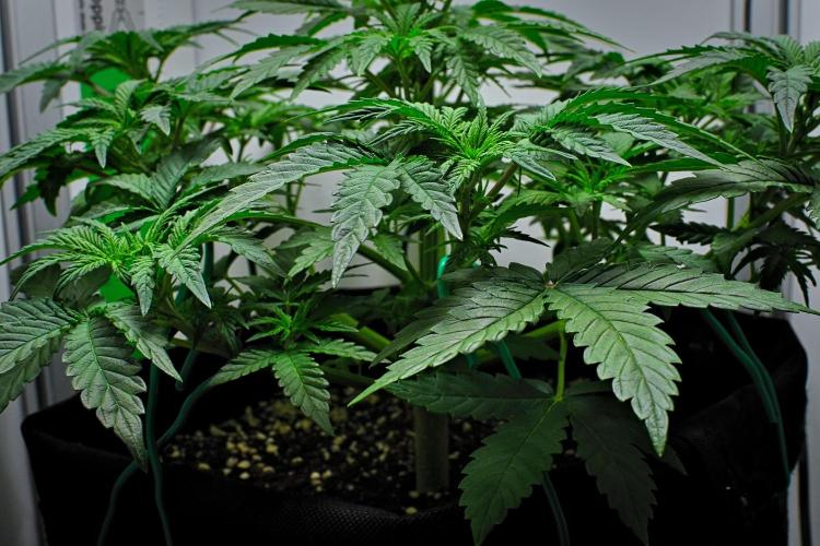 Mendo Cherry Cookies Auto | Fastbuds. Week 4 - Day 28