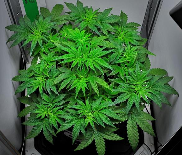 Mendo Cherry Cookies Auto | Fastbuds. Week 4 - Day 28