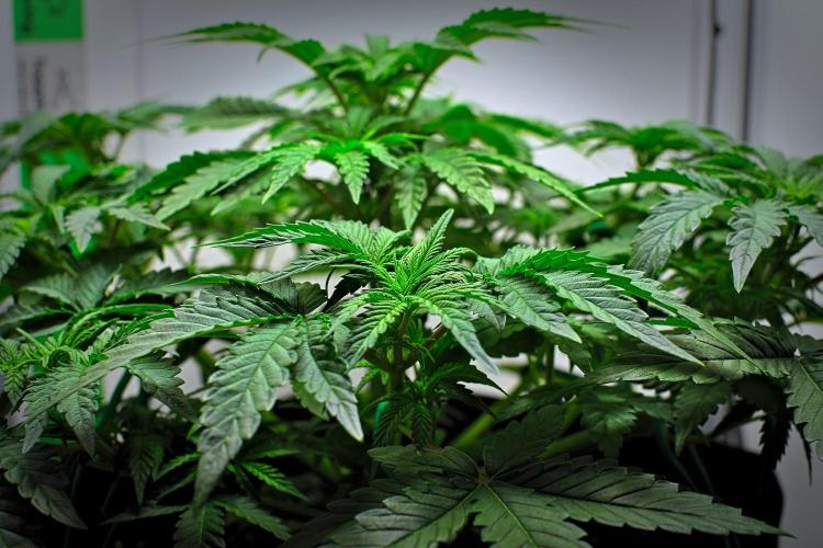 Mendo Cherry Cookies Auto | Fastbuds. Week 5 - Day 29