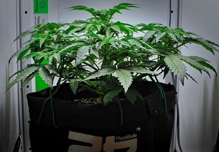 Mendo Cherry Cookies Auto | Fastbuds. Week 5 - Day 29