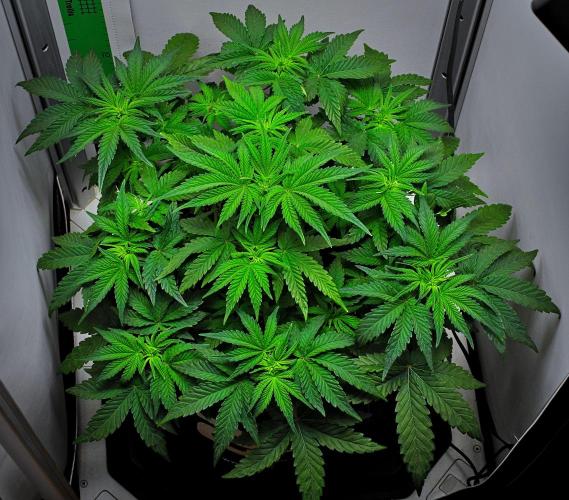 Mendo Cherry Cookies Auto | Fastbuds. Week 5 - Day 29