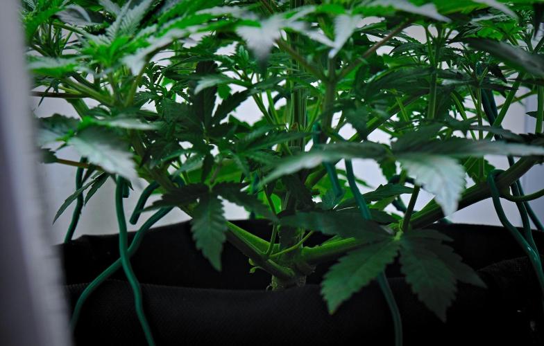 Mendo Cherry Cookies Auto | Fastbuds. Week 5 - Day 30