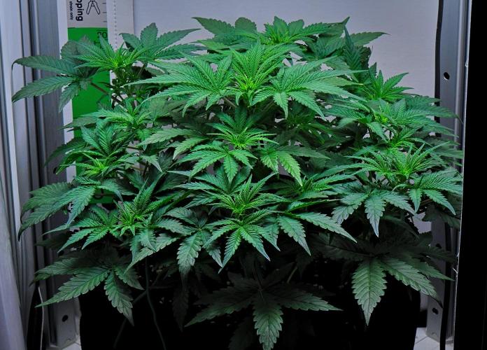 Mendo Cherry Cookies Auto | Fastbuds. Week 5 - Day 30
