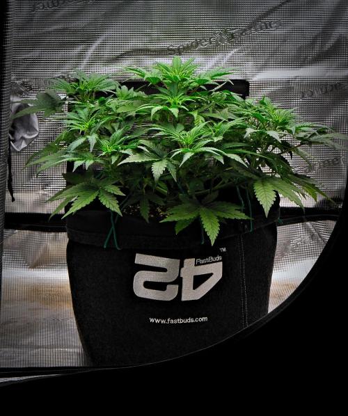 Mendo Cherry Cookies Auto | Fastbuds. Week 5 - Day 31