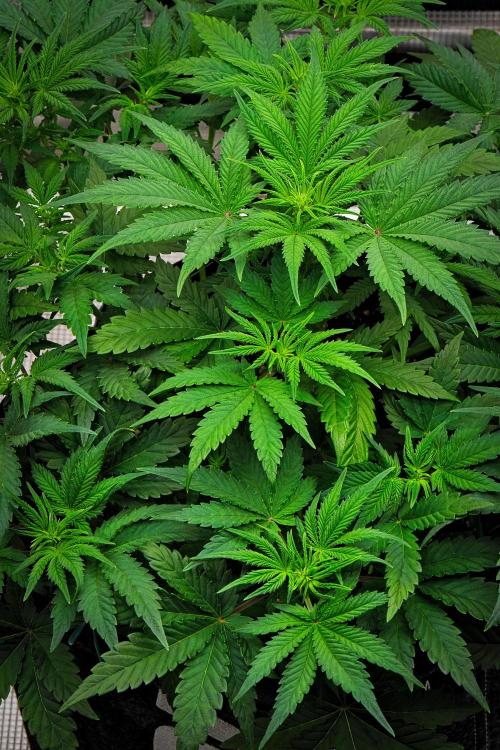 Mendo Cherry Cookies Auto | Fastbuds. Week 5 - Day 31
