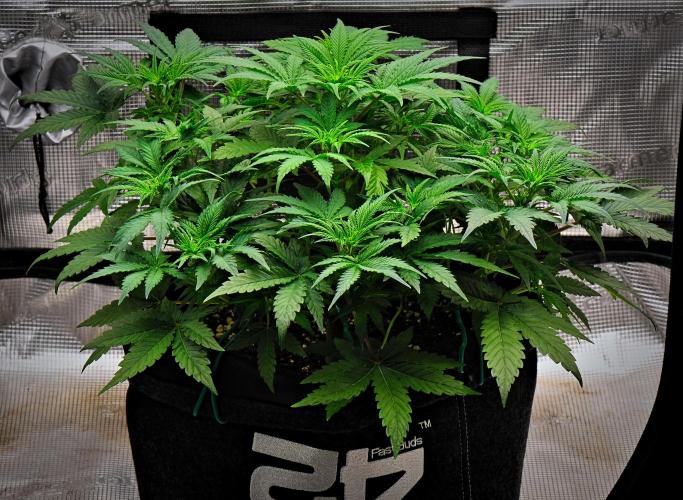 Mendo Cherry Cookies Auto | Fastbuds. Week 5 - Day 31