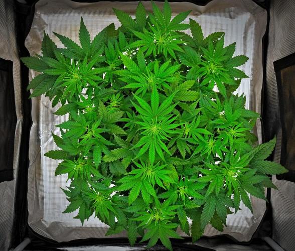 Mendo Cherry Cookies Auto | Fastbuds. Week 5 - Day 32