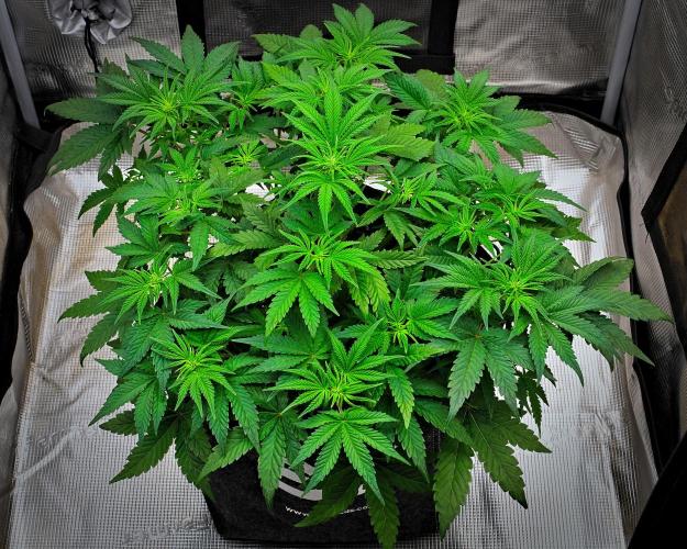 Mendo Cherry Cookies Auto. Week 5