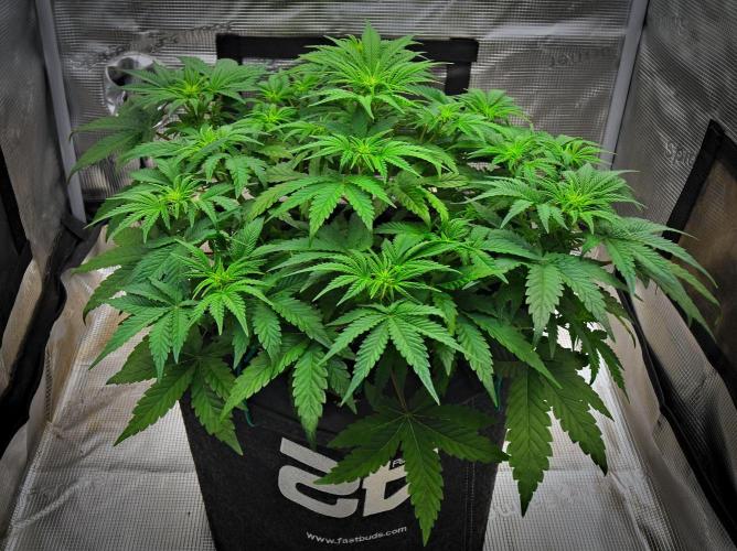 Mendo Cherry Cookies Auto | Fastbuds. Week 5 - Day 33