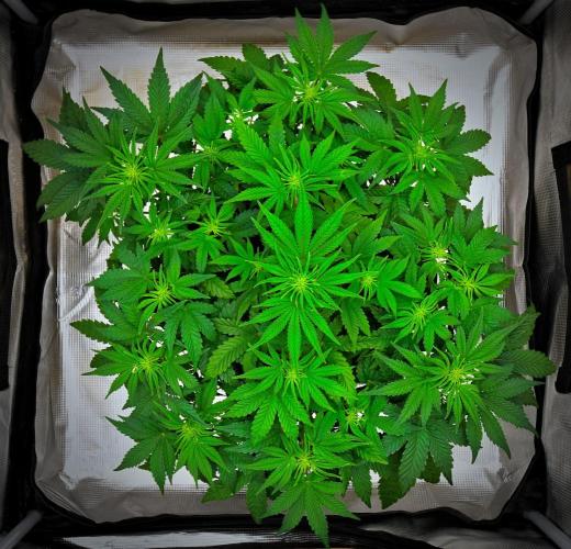 Mendo Cherry Cookies Auto | Fastbuds. Week 5 - Day 33