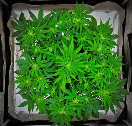 Mendo Cherry Cookies Auto | Fastbuds. Week 5 - Day 34