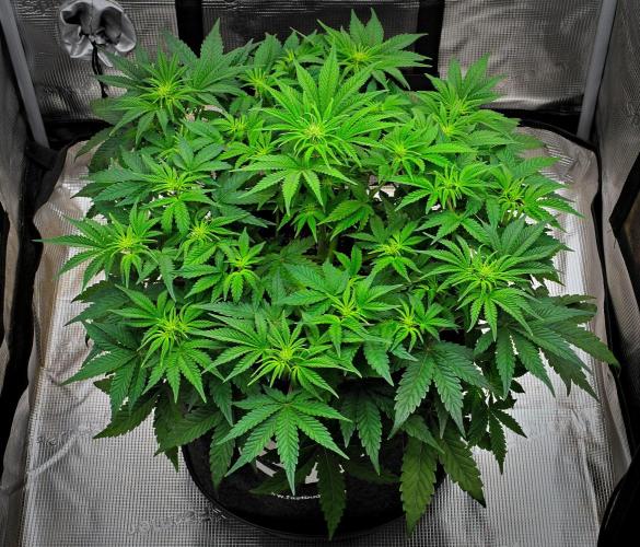 Mendo Cherry Cookies Auto | Fastbuds. Week 5 - Day 35