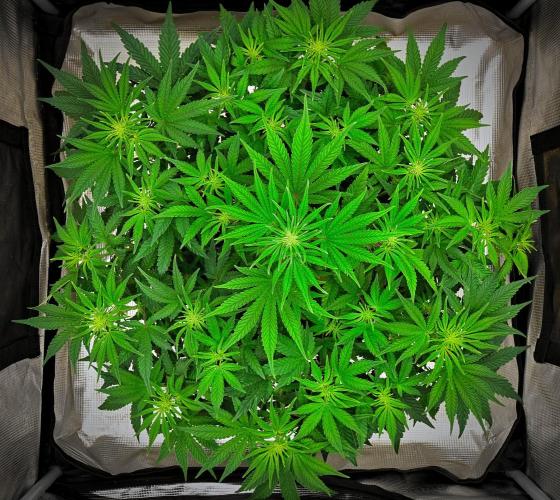 Mendo Cherry Cookies Auto | Fastbuds. Week 6 - Day 36
