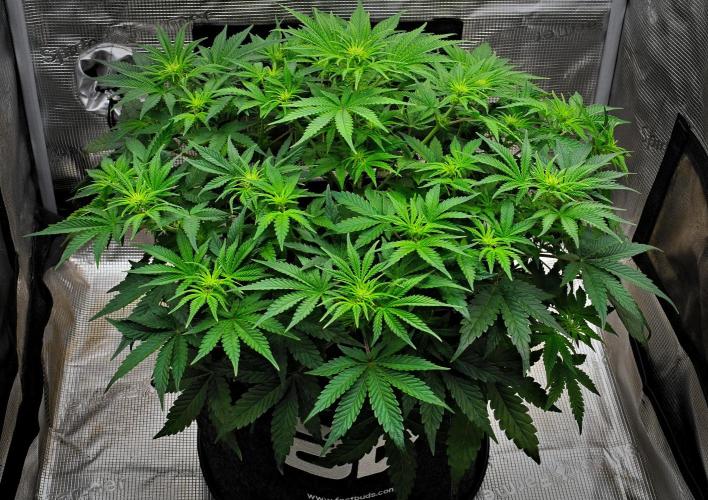 Mendo Cherry Cookies Auto | Fastbuds. Week 6 - Day 36