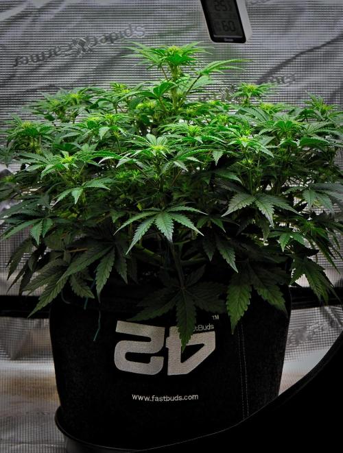 Mendo Cherry Cookies Auto | Fastbuds. Week 6 - Day 38